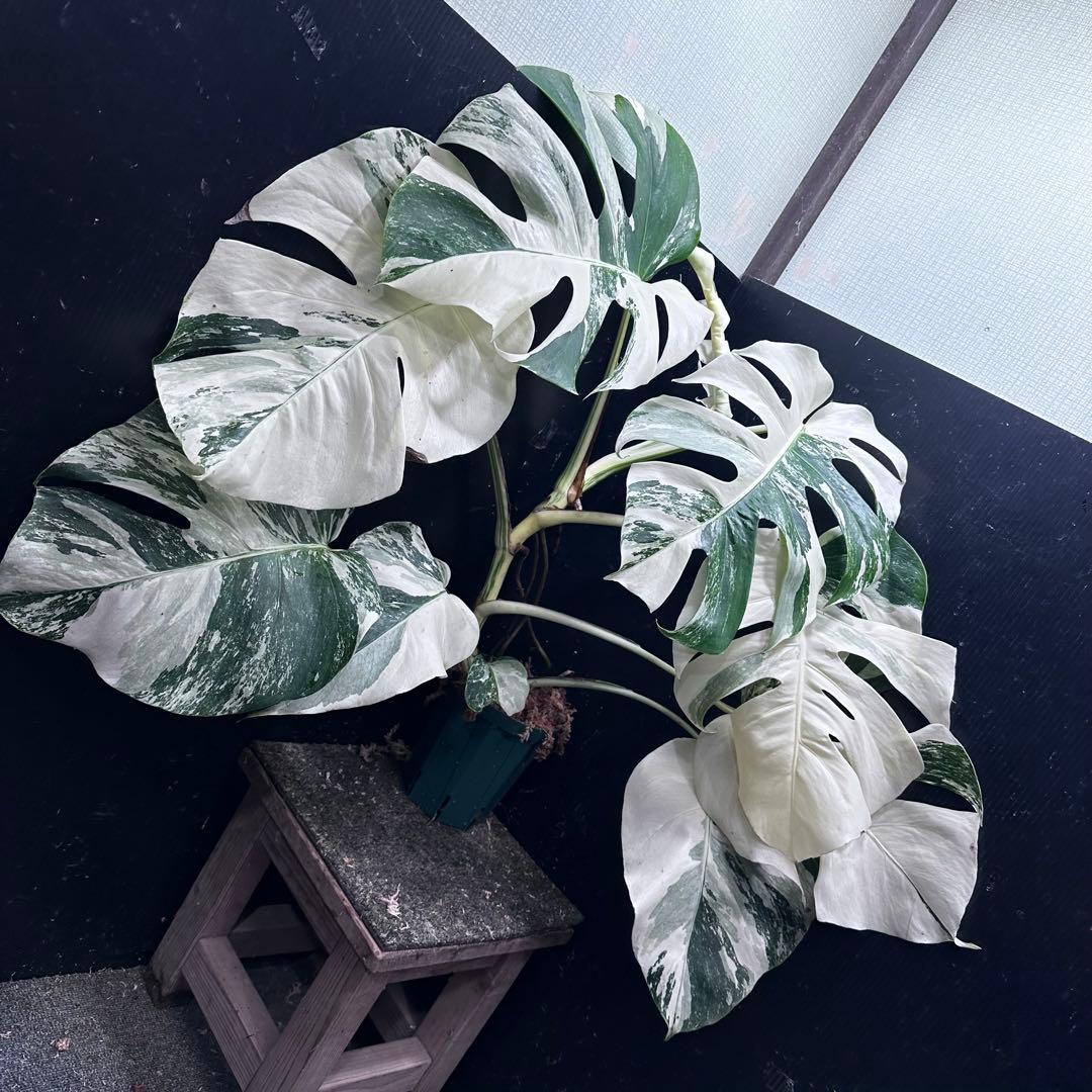 j*フ様 斑入りモンステラ ホワイトタイガー極美大株65cm白斑多