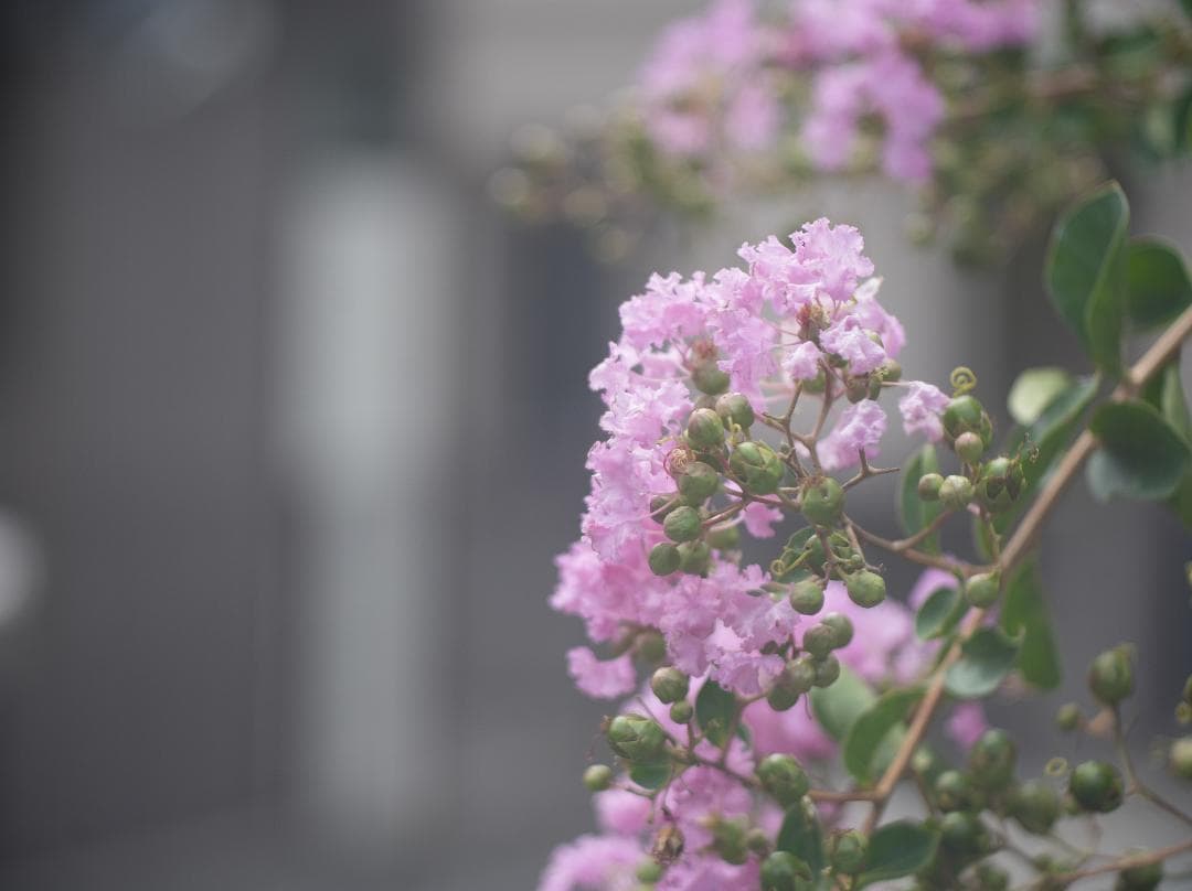 テスト済Trinol Anastigmat 105mm f3.5 Leica-L