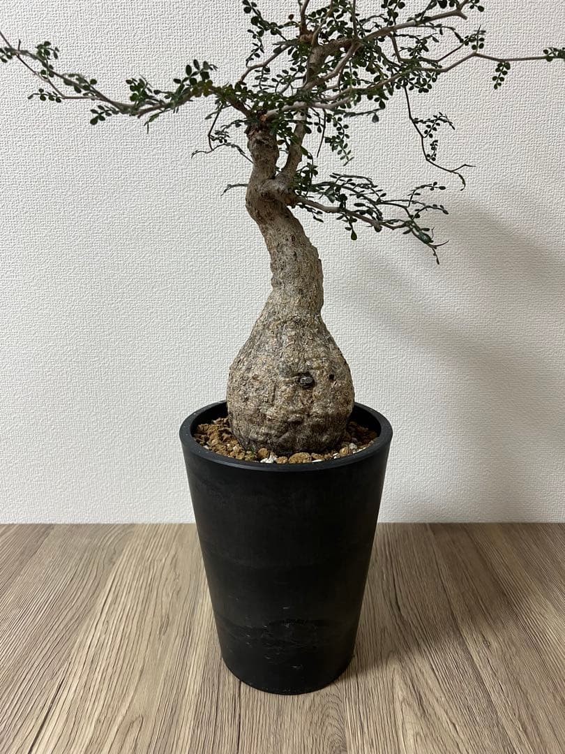 【bon25】【盆栽風】【発根済】オペルクリカリアパキプス　コレクション株