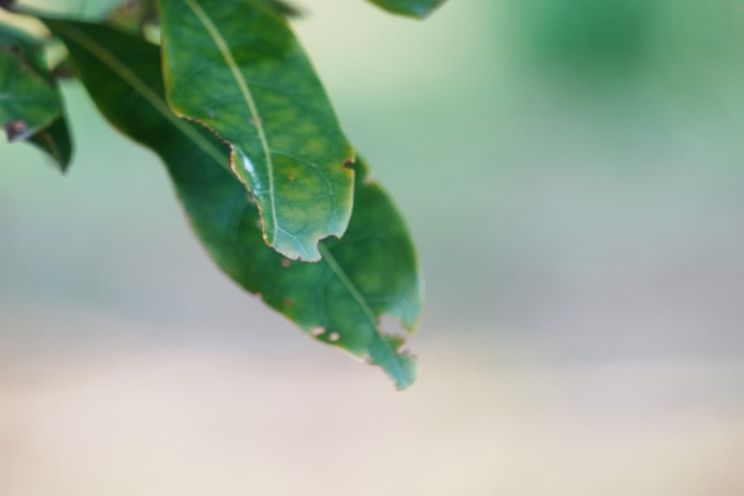 【運動会・スポーツに】SONY 望遠ズームレンズ SEL55210 183