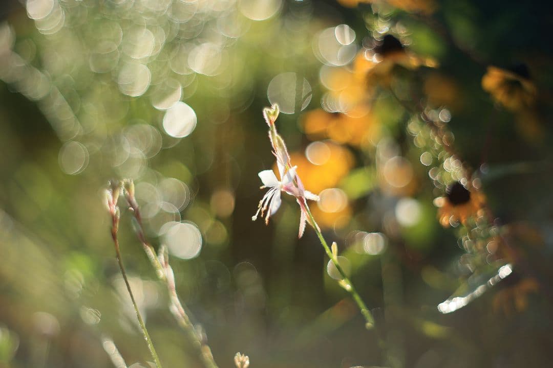 Super-Takumar 55mm F1.8 前期型 S/N：1121282