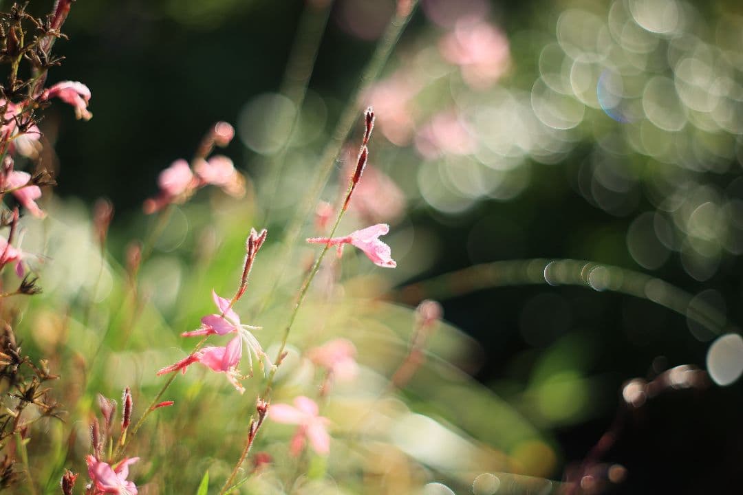 Super-Takumar 55mm F1.8 前期型 S/N：1121282