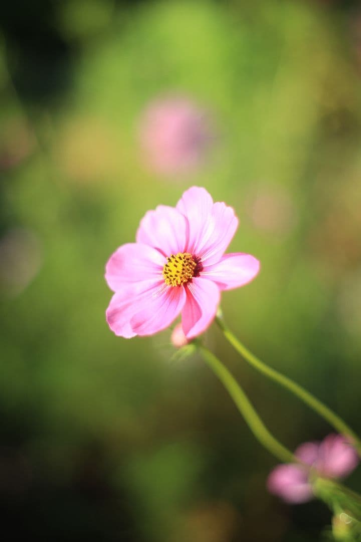 Super-Takumar 55mm F1.8 前期型 S/N：1121282