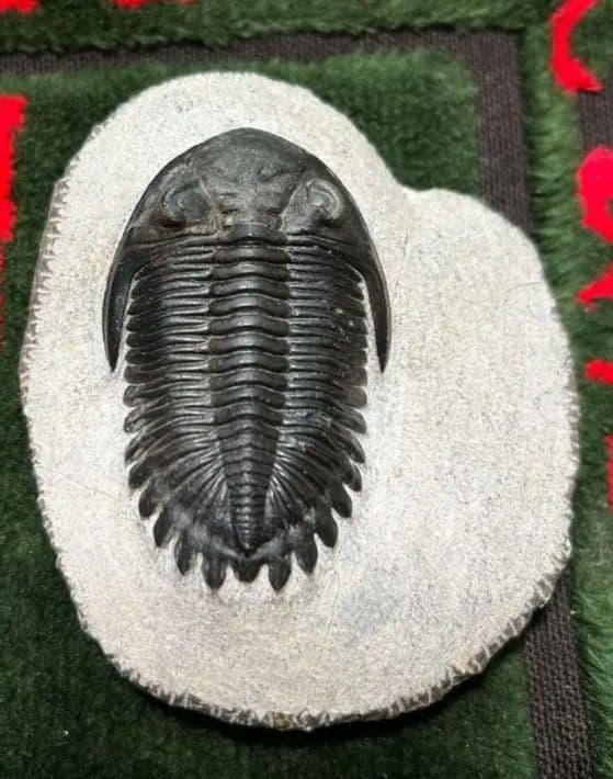 三葉虫モロッコ①ホラドプスhollardops Burtandmimiae