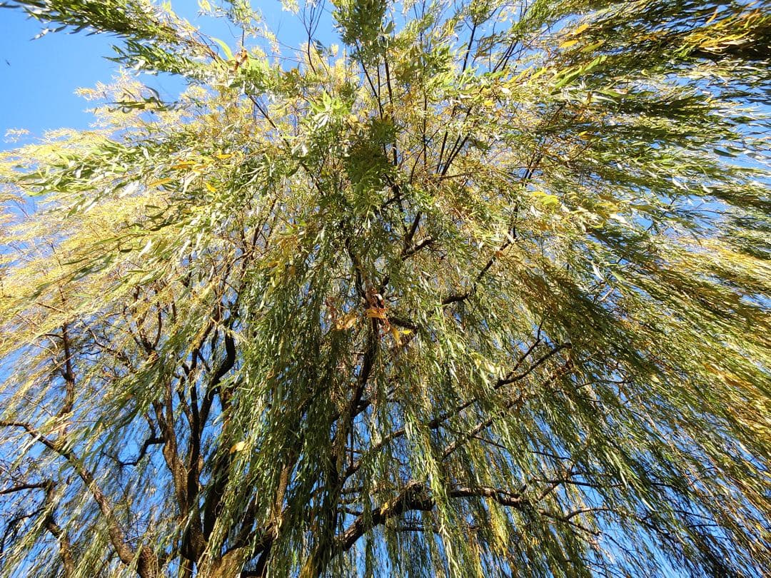 CASIO EXILIM EX-ZR60 ホワイト動作確認済