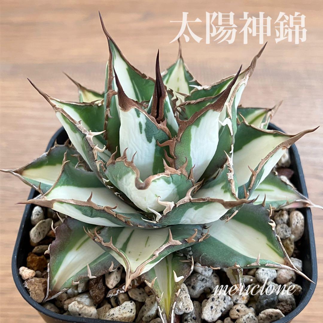 D*様 【初売りオークション】32 特大　太斑　アガベ　チタノタ　太陽神錦　白中