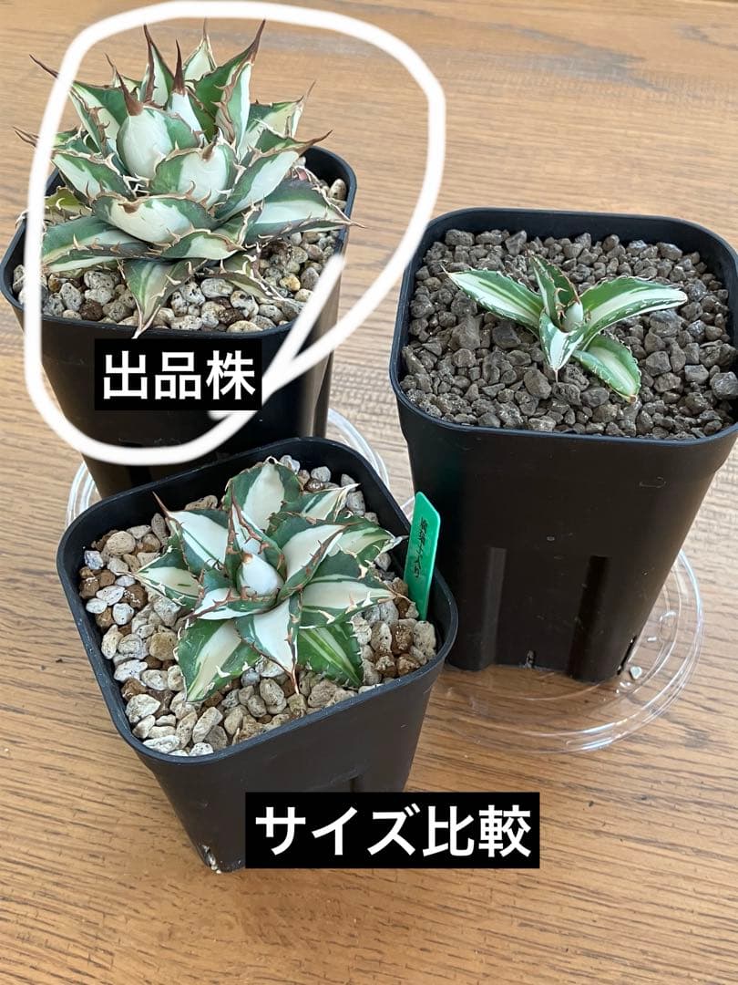 D*様 【初売りオークション】32 特大　太斑　アガベ　チタノタ　太陽神錦　白中