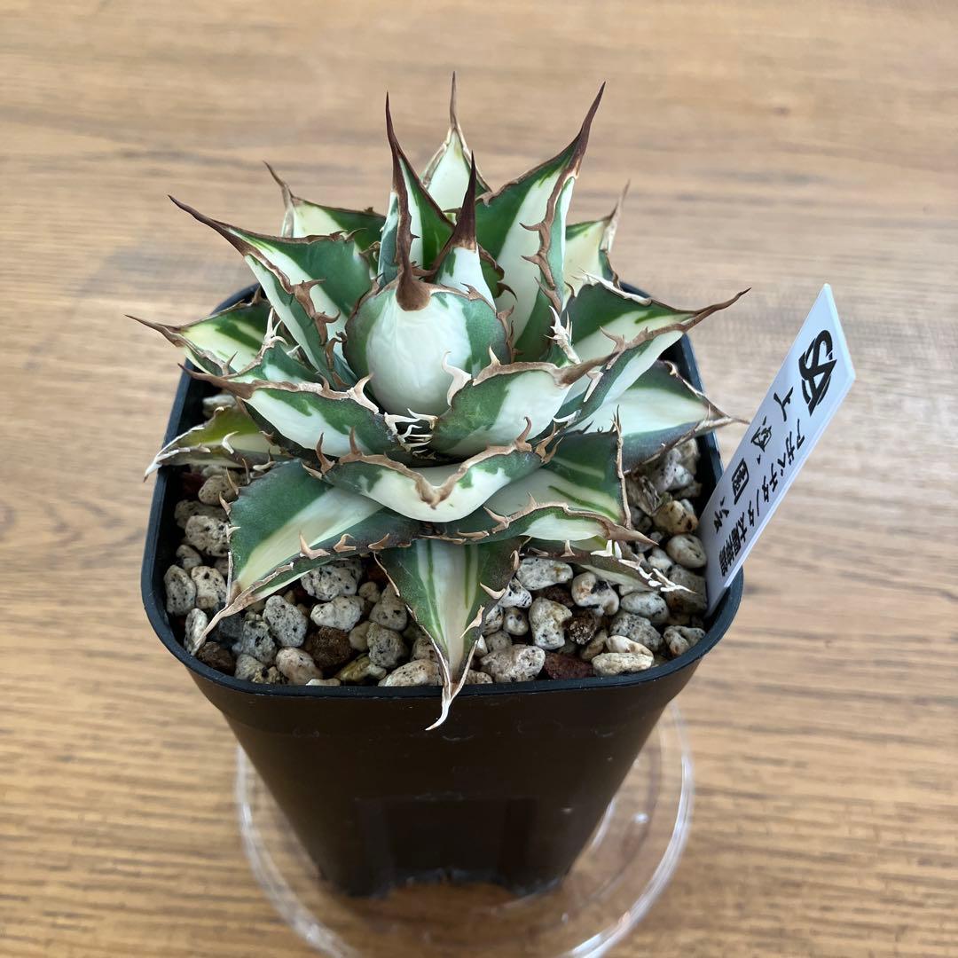 D*様 【初売りオークション】32 特大　太斑　アガベ　チタノタ　太陽神錦　白中