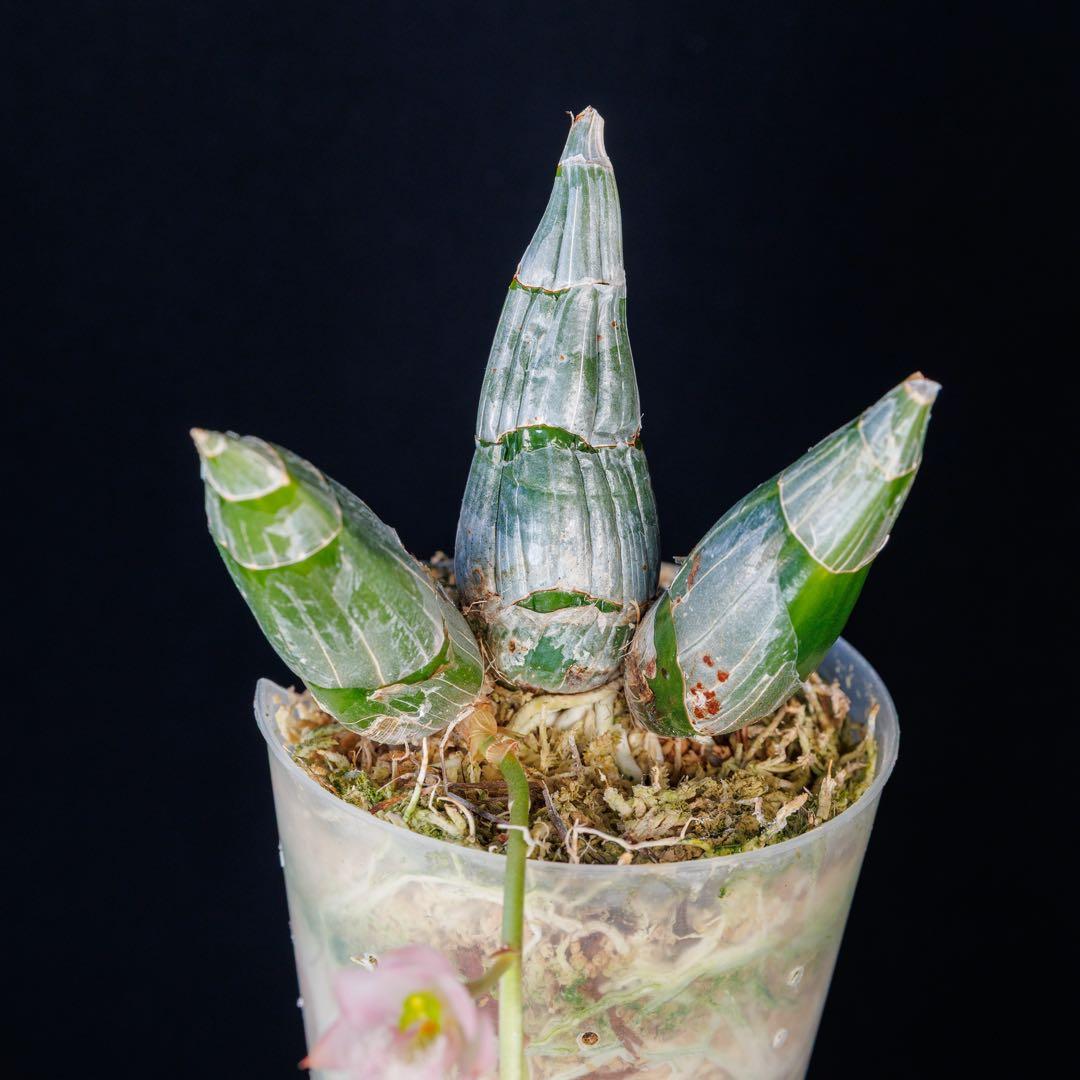 タケノコ蘭 Clowesia rosea SVO選別個体 カタセタム