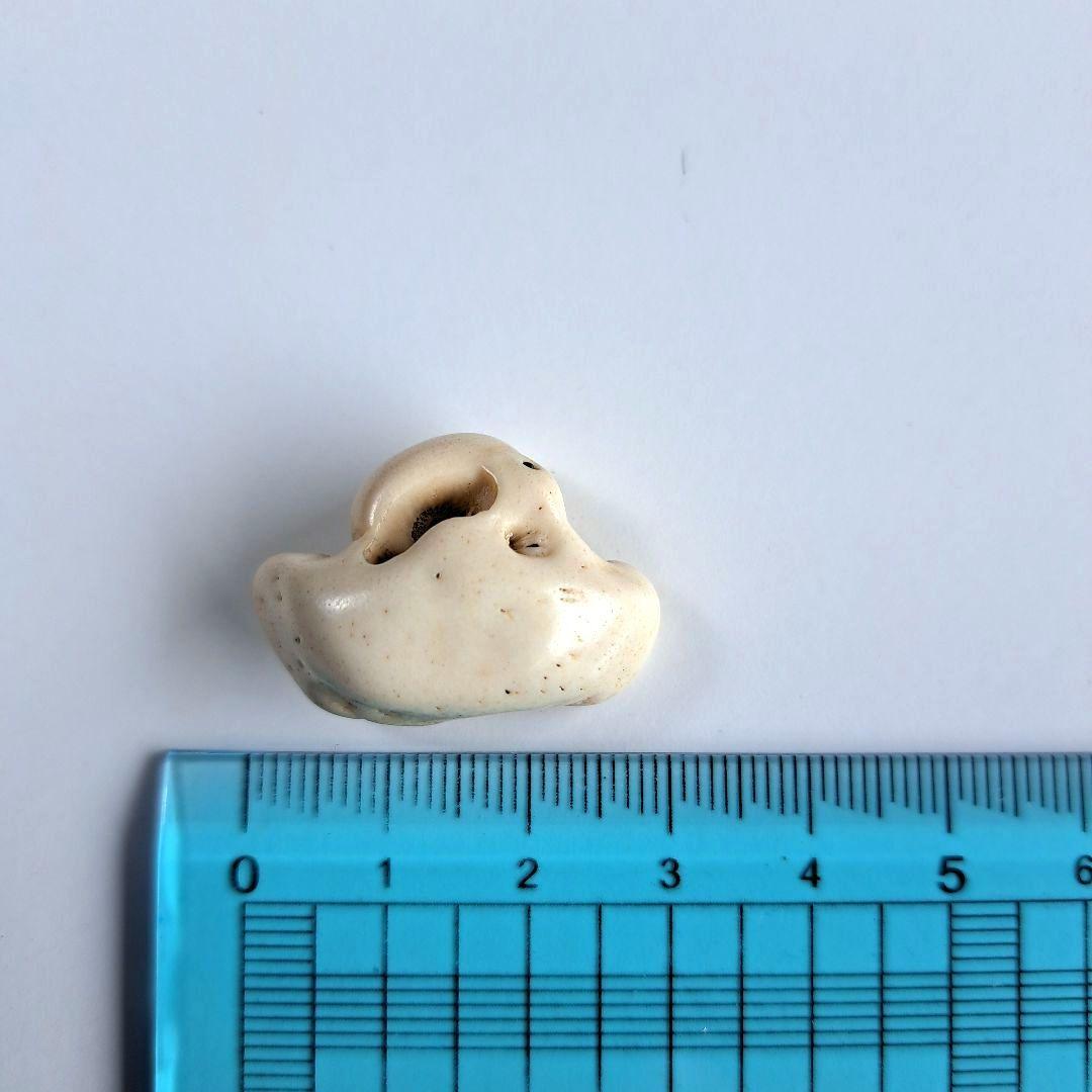 イルカの耳骨【大きさ2.7㎝⑥】