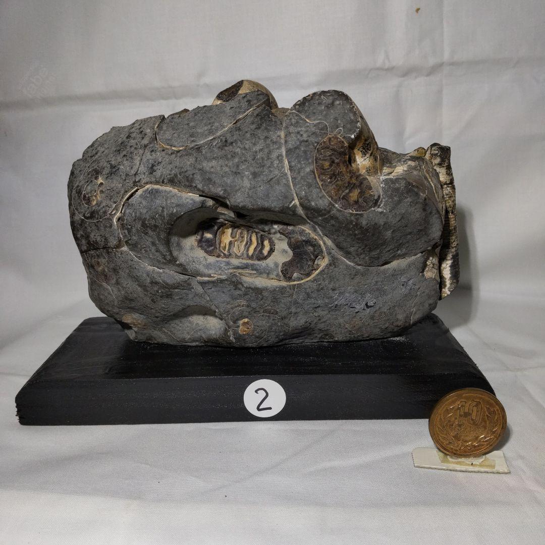 北海道アンモナイト化石、正常巻代表選手２種類が数個寄り添う２点＋資料4点