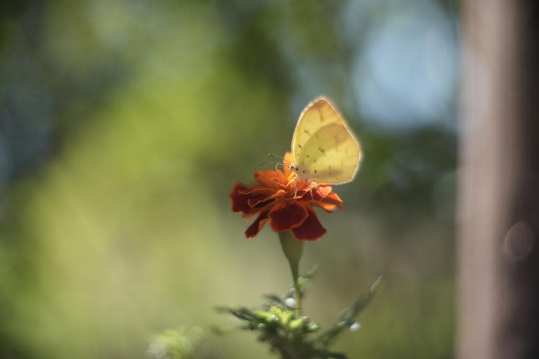 KMZ PO-2-2M 75mm f2 ライカM改 虹ゴースト グルグルボケ