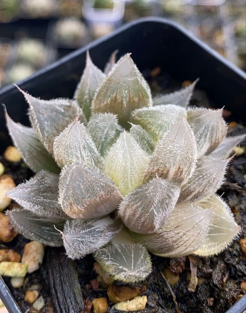 小*判様 多肉植物　ハオルチア　白狐伝錦　極上斑