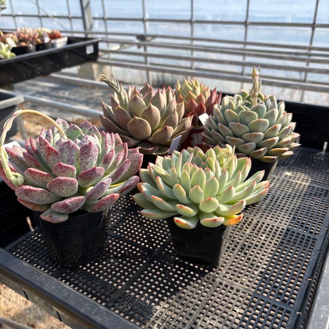 4 ホワイトビアンテ 特大 カット苗 多肉植物