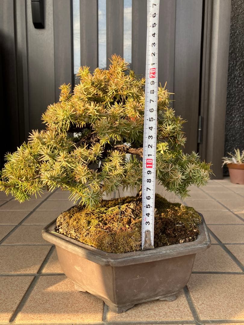 ◉杜松盆栽　究極の逸品　幹の曲と美しい樹形が超魅力！　　大特価！早いもの勝ち
