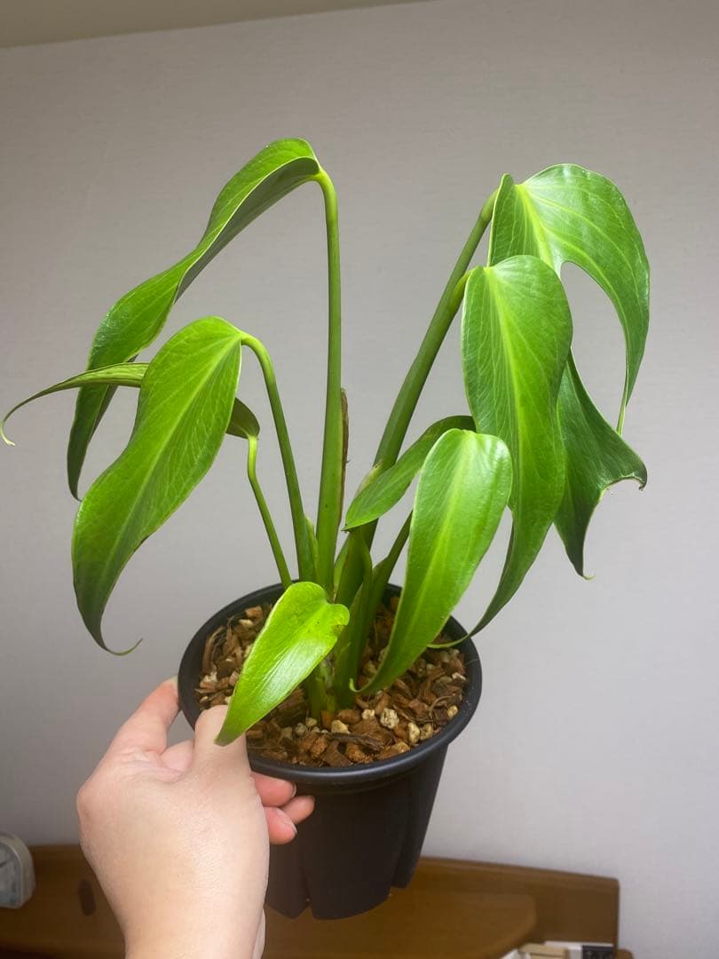 マ*ん様 【棚整理セール‼️】モンステラ　バールマルクス　希少　レア　人気‼️