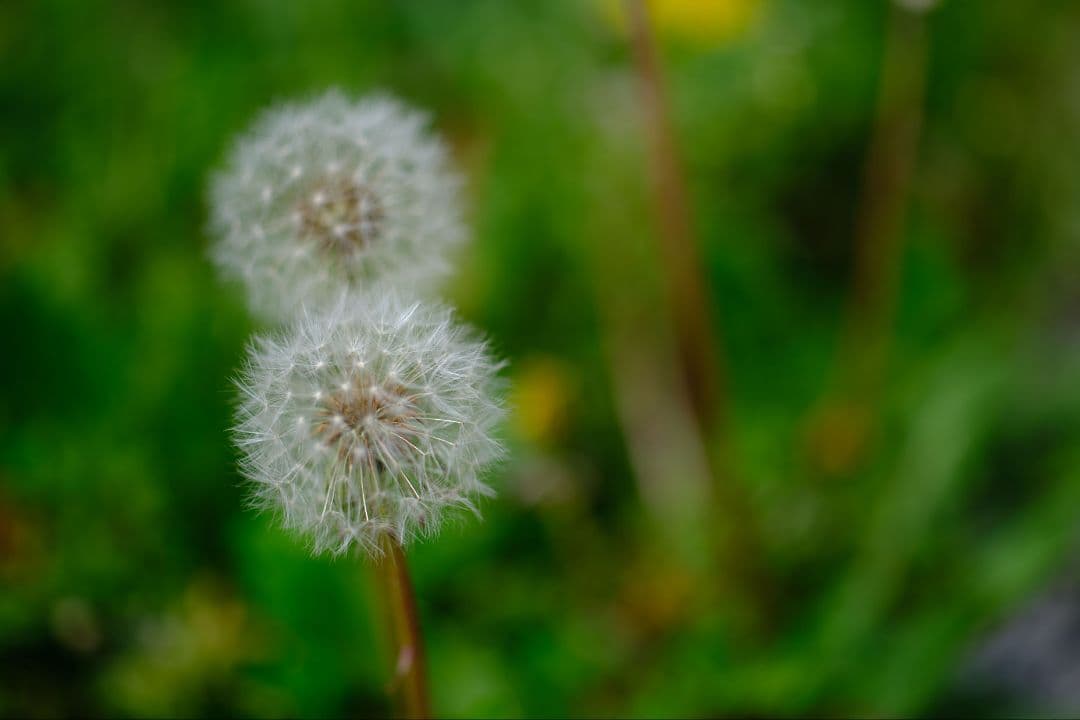 【実写例有】Carl Zeiss Makro-Planar 50mm zf.2