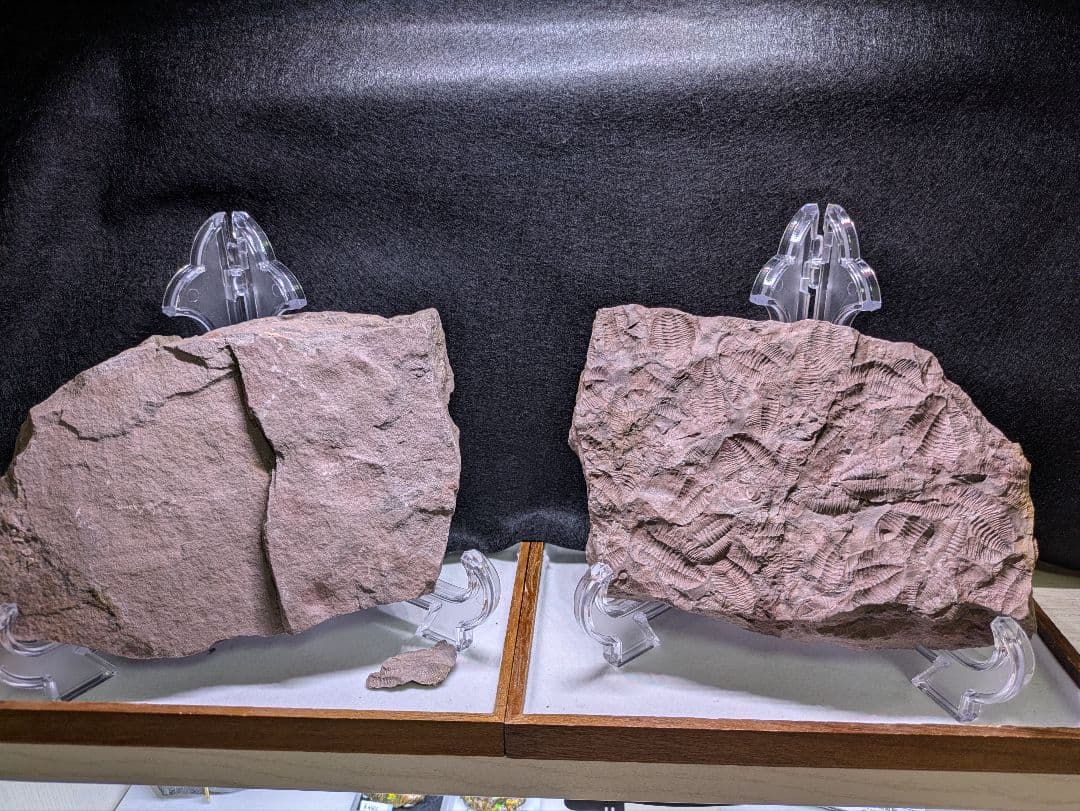 博物館級　三葉虫　群生　化石　標本　地学
