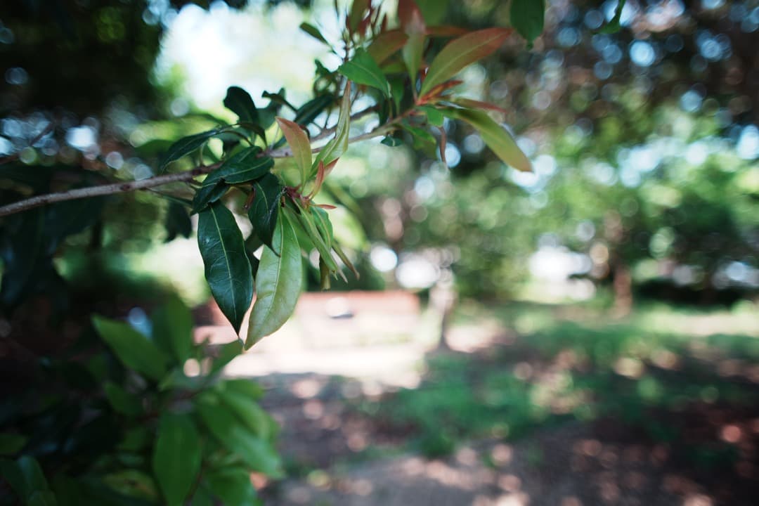 【極美品】動作◎ ニコン New Nikkor 24mm F2.8 831