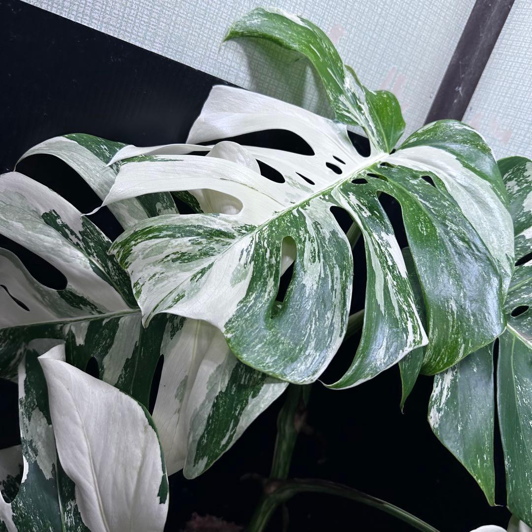 み*え様 斑入りモンステラ ホワイトタイガー極美大株69cm白斑多