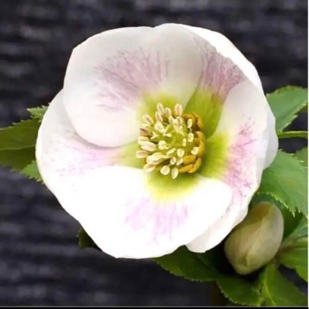 も*も様 ⭐️超希少⭐️極上⭐️3349⭐️ヨシノ⭐️横山園芸⭐️