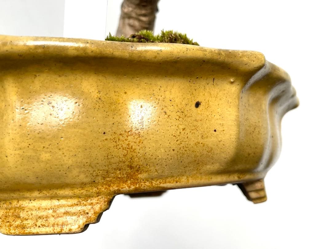 三河盆栽　京の舞　モミジ　盆栽　香峰　鉢