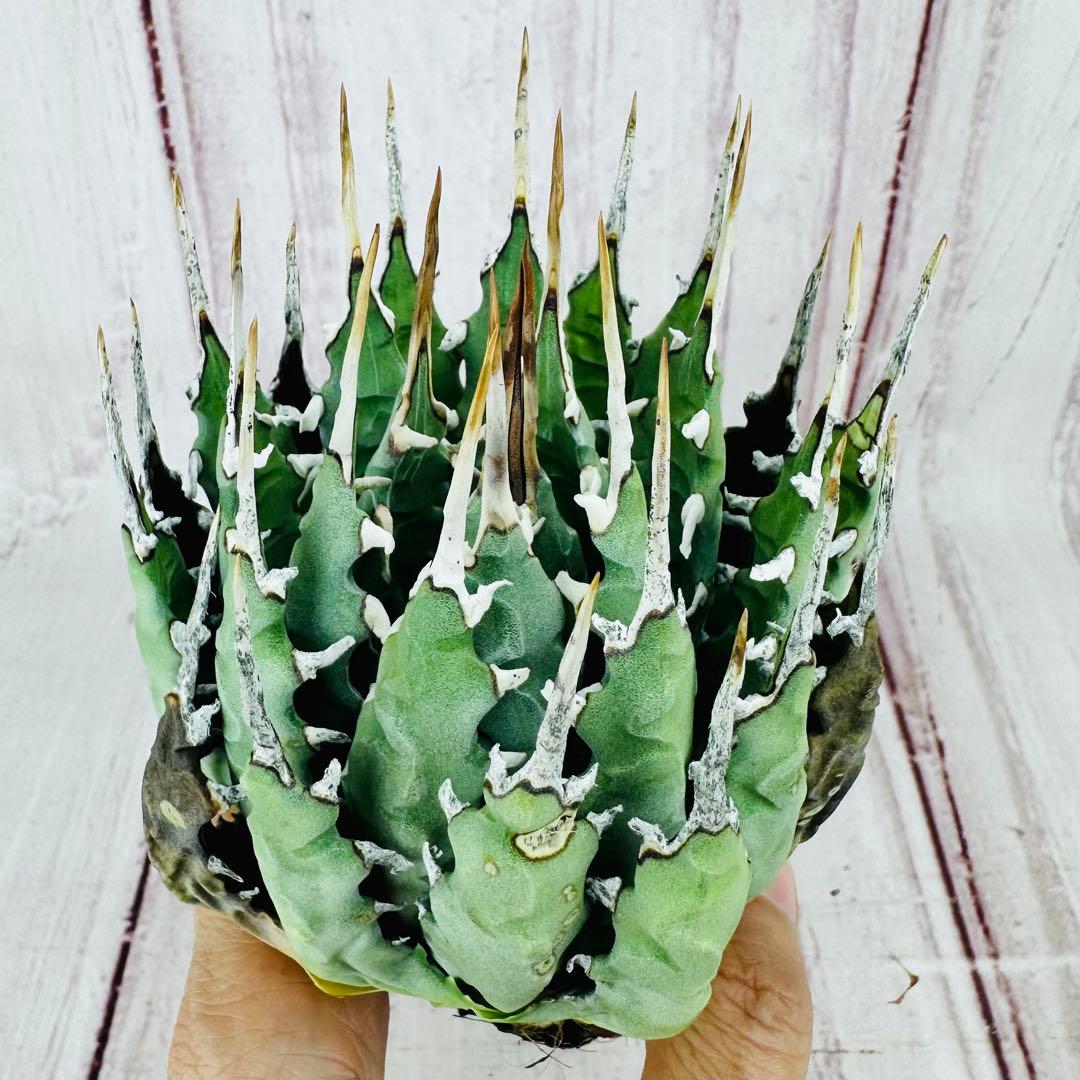 9 アガベ ユタエンシス エボリスピナ