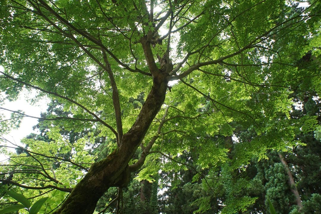 作例付き　PETRI 28mm F2.8 M42 管mpr