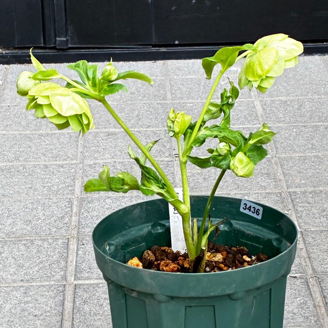 i*u様 3436☘️花タグ付☘️鶯利休⭐️しっかりカラー⭐️コロコロカップ⭐️