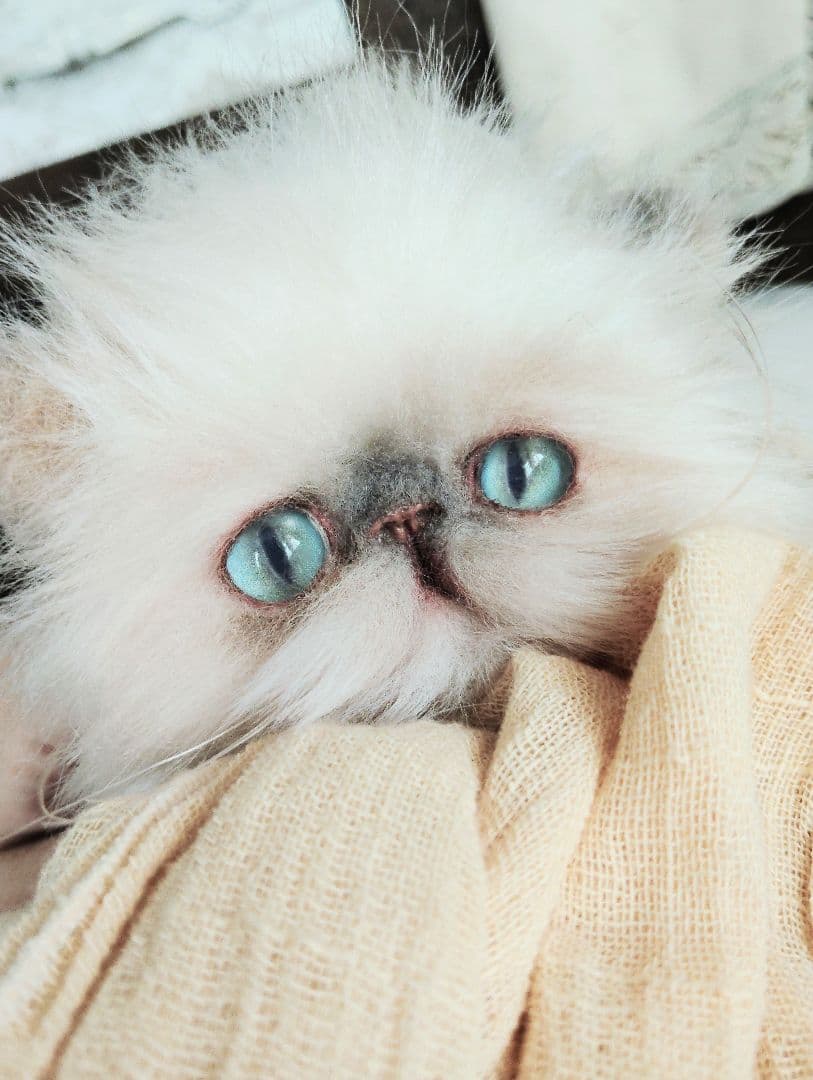 ヒマラヤン♡子猫のミミちゃん♡アートドール♡ぬいぐるみ♡