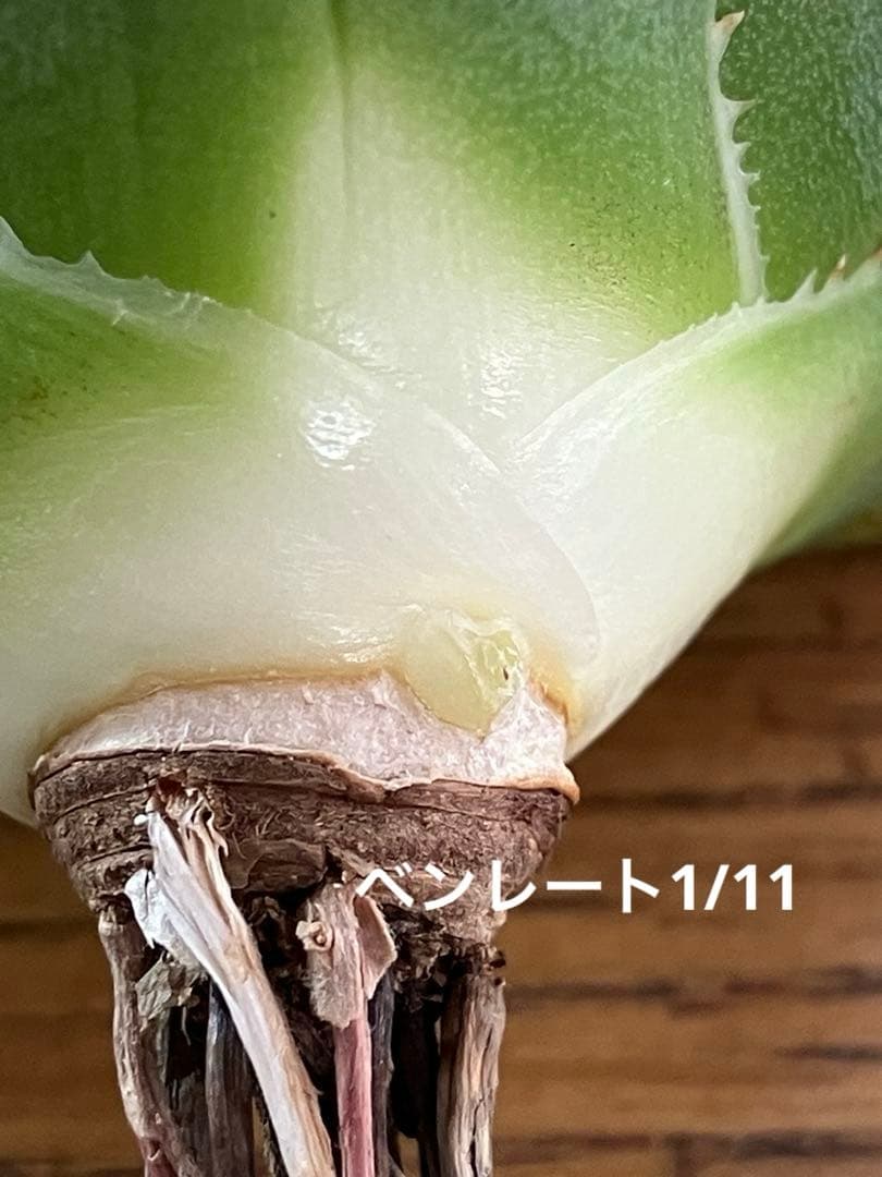 K*S様 【初売りオークション】84 選抜　コンパクト　アガベ　白豪刺　TC