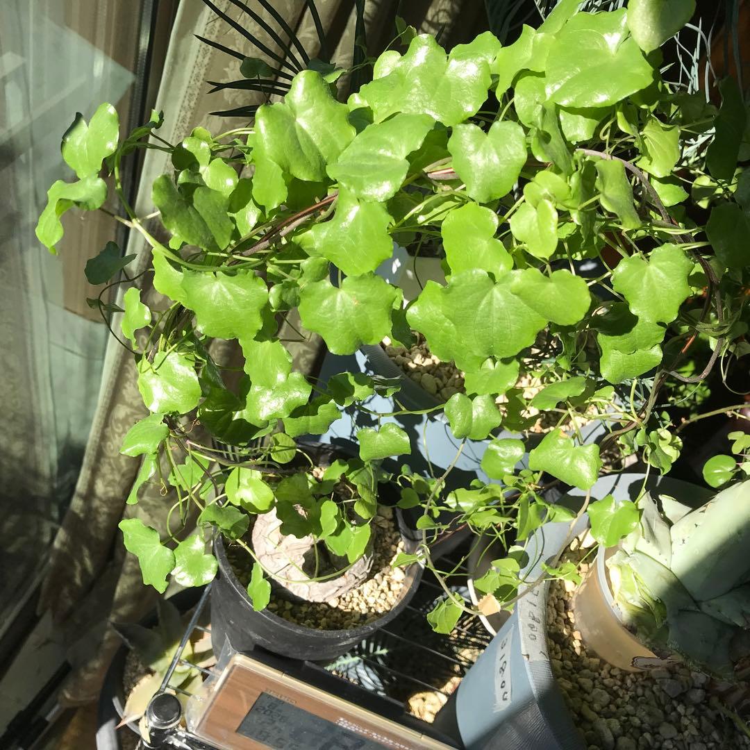 アフリカ亀甲竜迫力ある、大株です。葉を付けて、大きく成長しています。