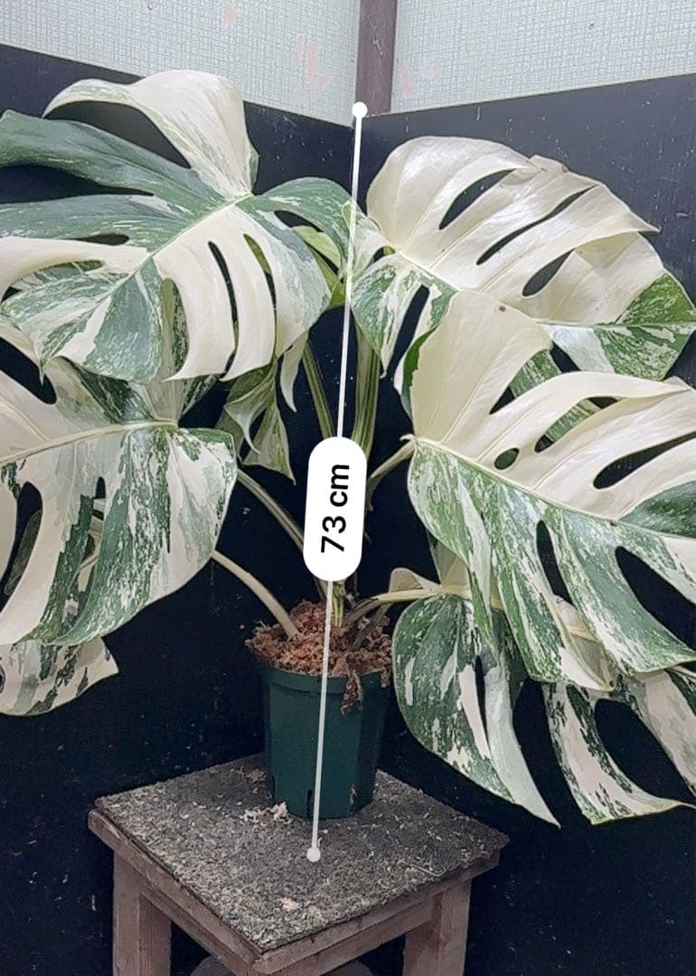 N*A様 斑入りモンステラ ホワイトタイガー極美大株73cm白斑多