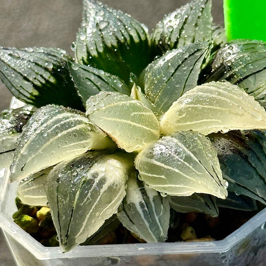 チ*ー様 アトロフスカミュータント錦　超美株　ハオルチア　観葉植物　47