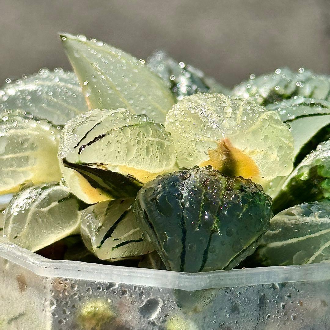 チ*ー様 アトロフスカミュータント錦　超美株　ハオルチア　観葉植物　47