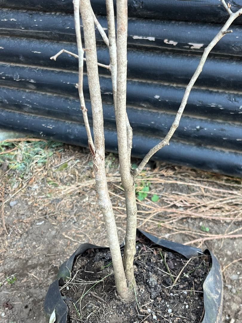 山採り天然　ナツハゼ　2