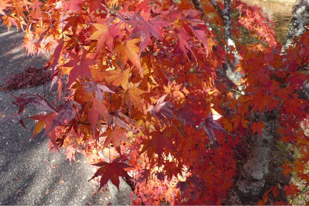 （専用）ライカ Leica D-Lux3 本体 + 付属品