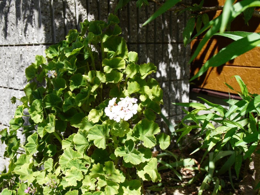 ライカ　Dバリオエルマー付き　パナソDMC.L1K　レンズキット