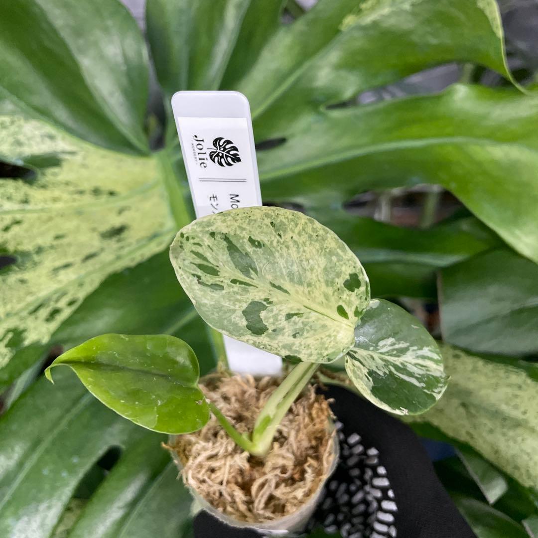 MB4 モンステラ　デリシオーサ　ベトシオーサ　2寸ポリポット　ネコポス発送