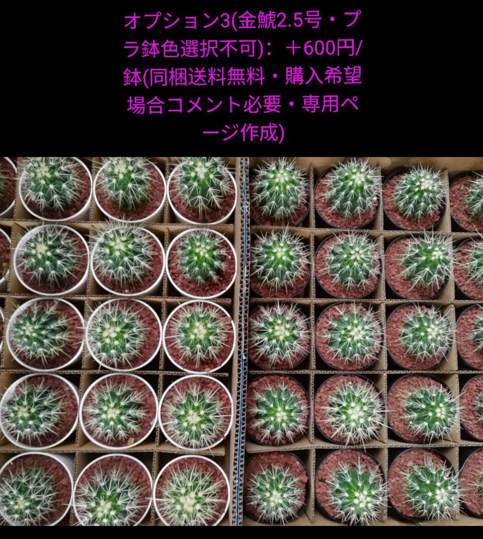 金鯱 サボテン キンシャチ 8号 ロックガーデン 逸品 エキノカクタス 観葉植物