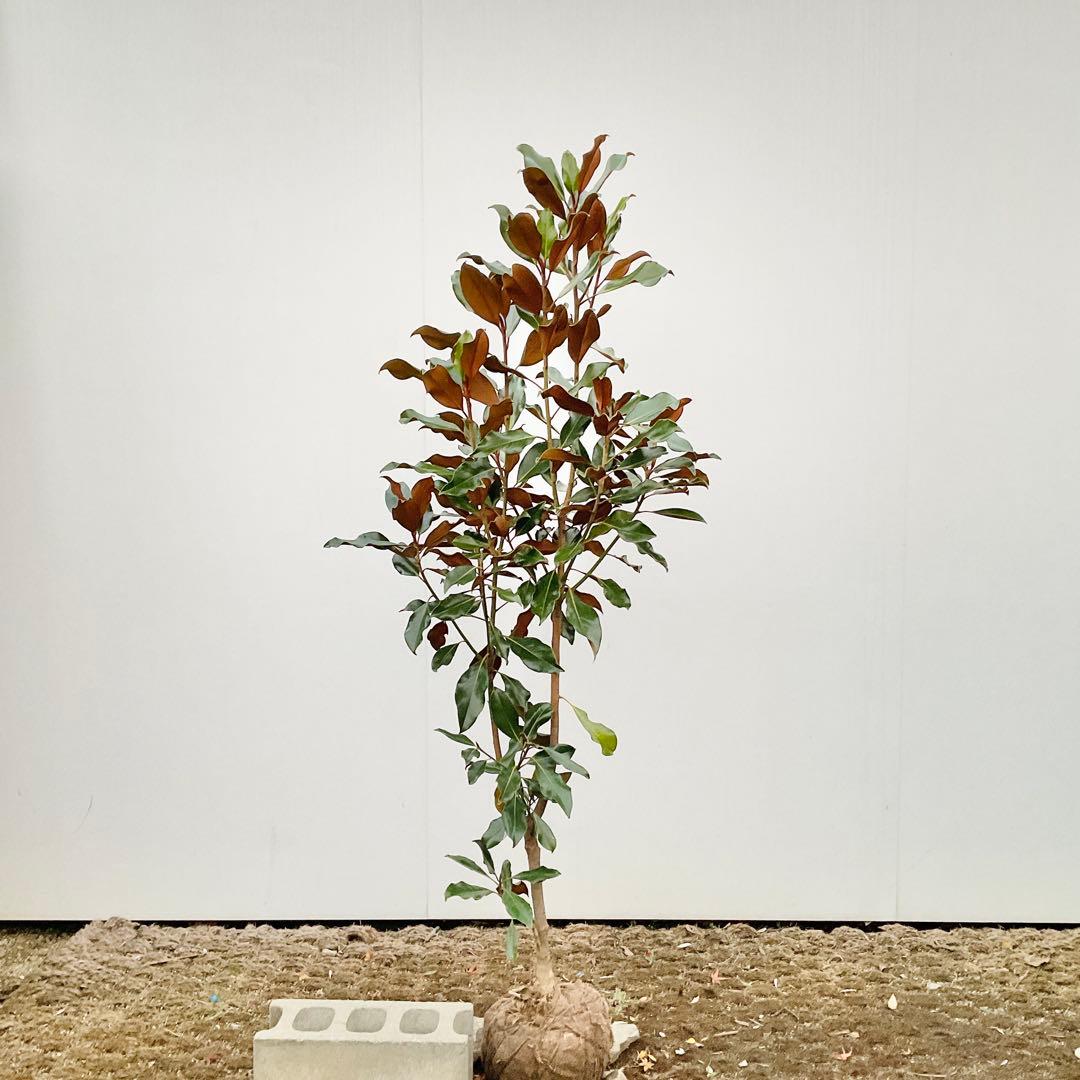 猫山さん専用　タイサンボク　ケイパレス/ 949