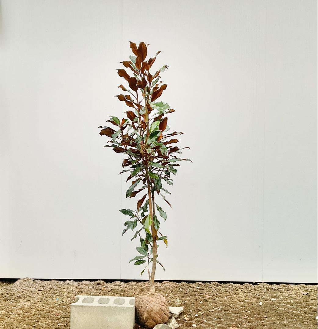 猫山さん専用　タイサンボク　ケイパレス/ 949