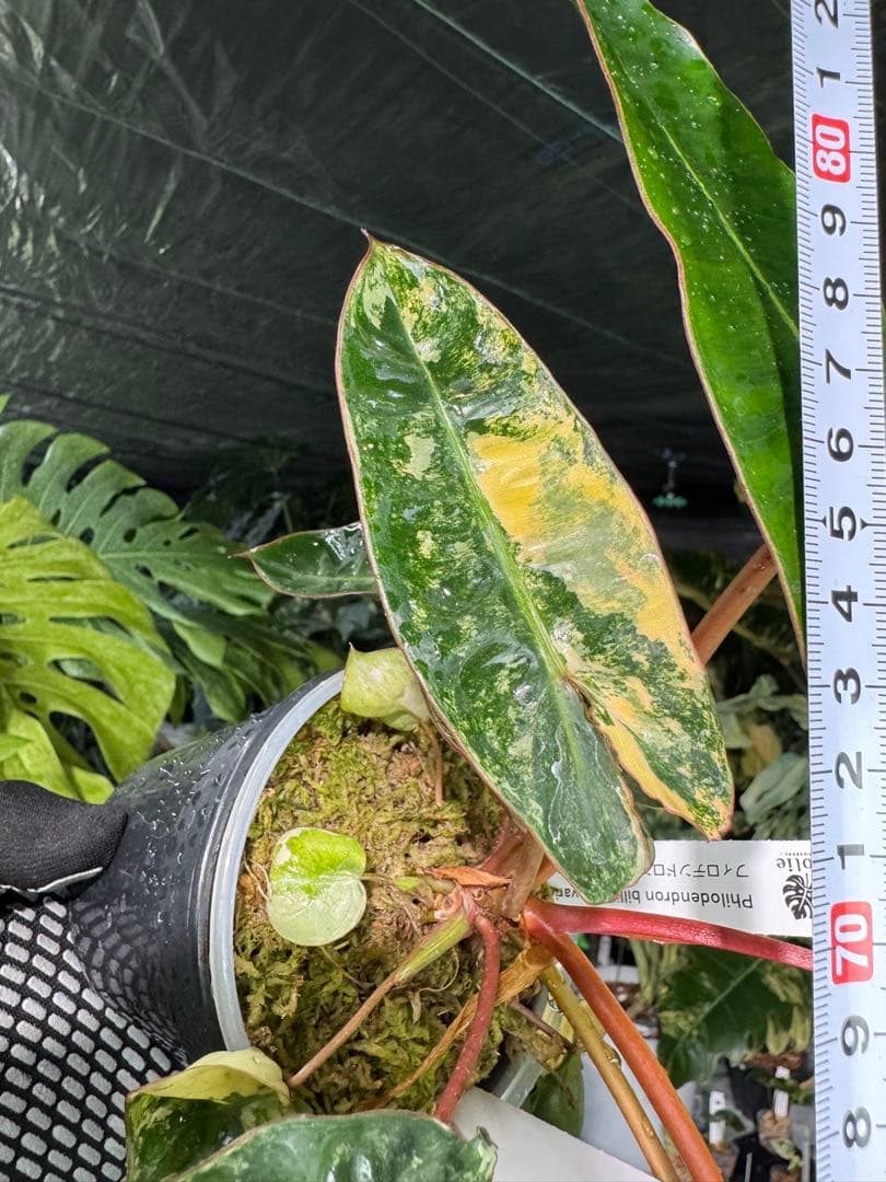 3フィロデンドロン　ビレッティア　斑入り