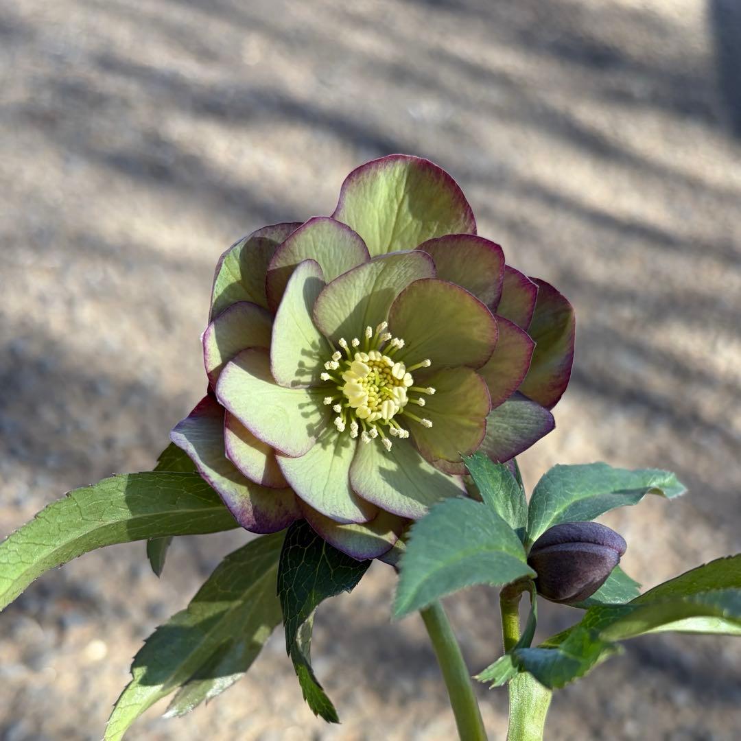 014 クリスマスローズ　開花株 ddグリーンバイカラー