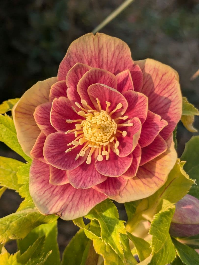 【一点物】広瀬園芸　クリスマスローズ　ソレイユDD