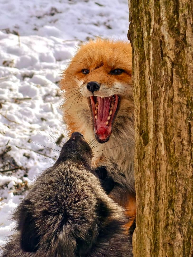 VIVO X200 PRO FULL BOX バッテリー100%