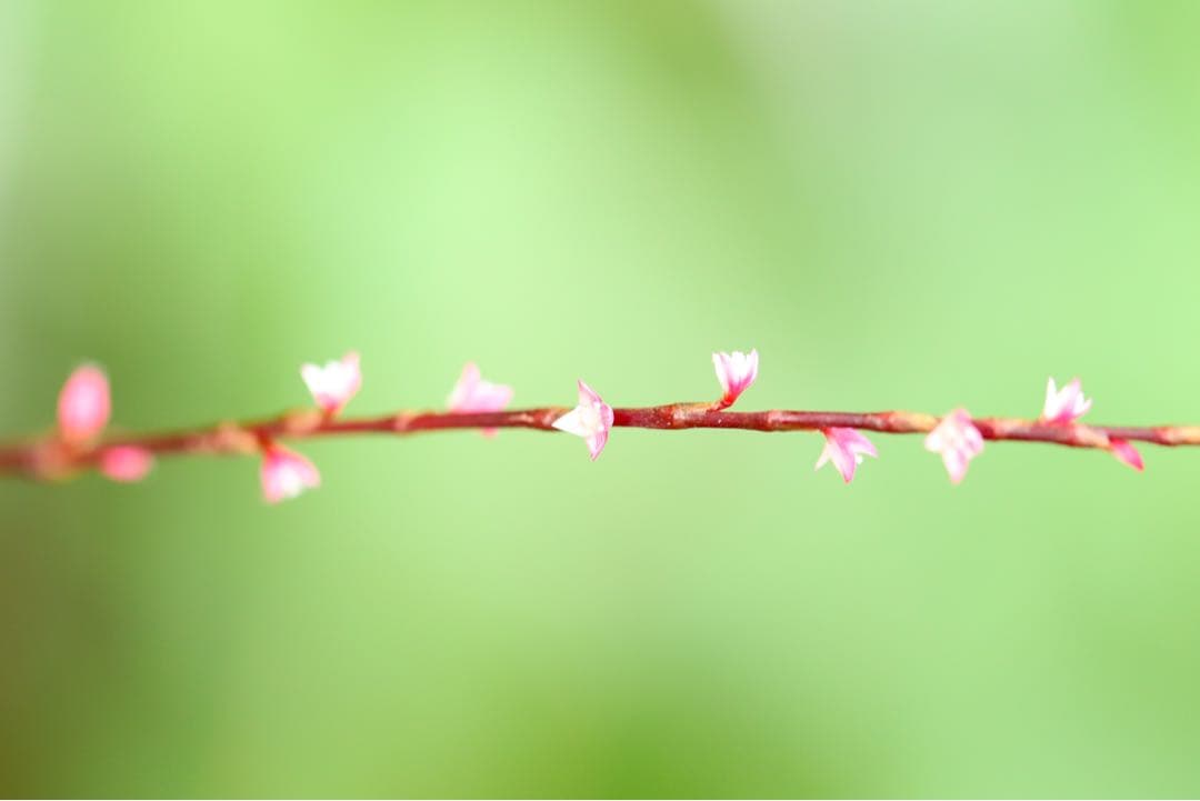 OH済 新品購入 Canon EOS 6D Mark II 2 ii 一眼レフ