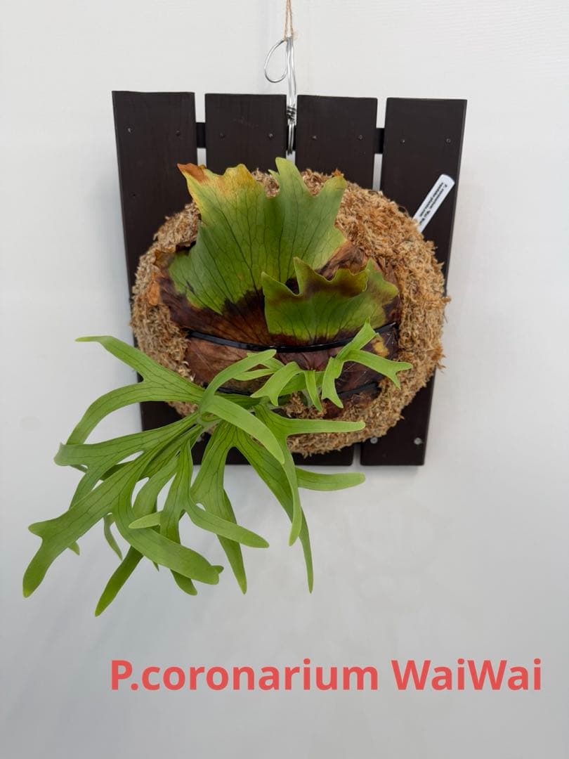 ビカクシダ　P.coronarium WaiWai