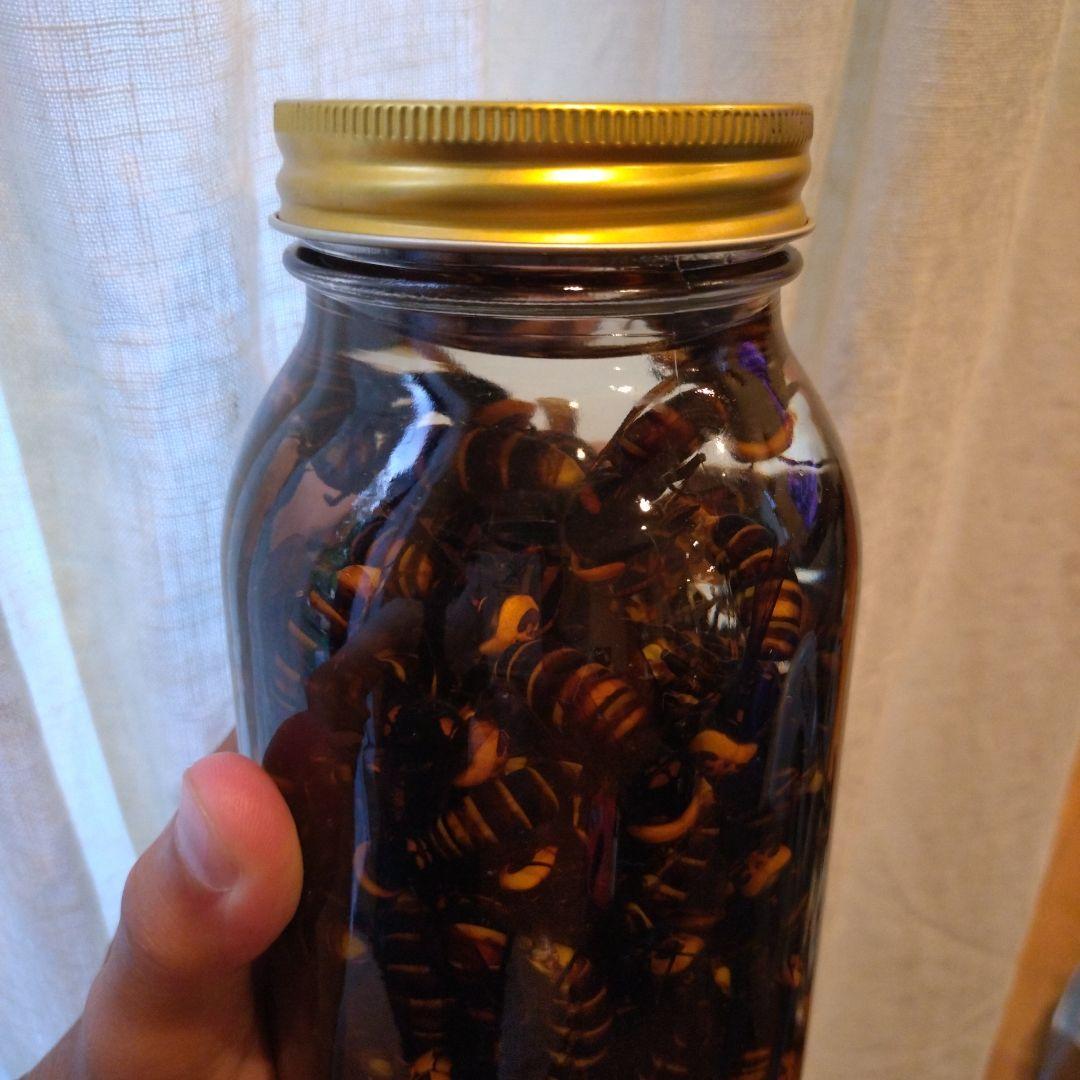 オオスズメバチ　焼酎漬け
