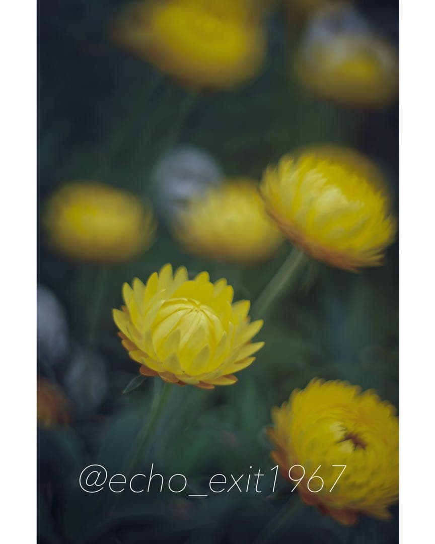 宝石レンズ_Super_Takumar_前期型　55mm_f1.8_ao